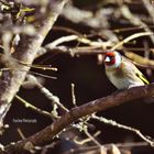 Chardonneret élégant