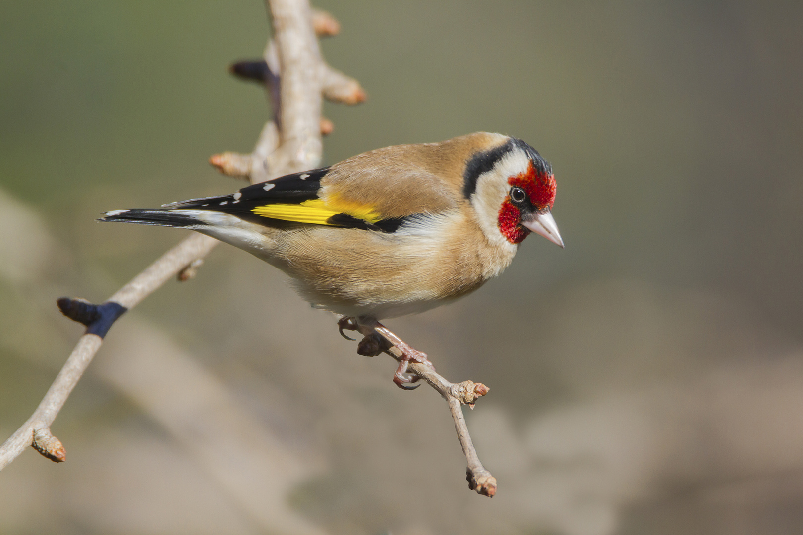 Chardonneret Elégant