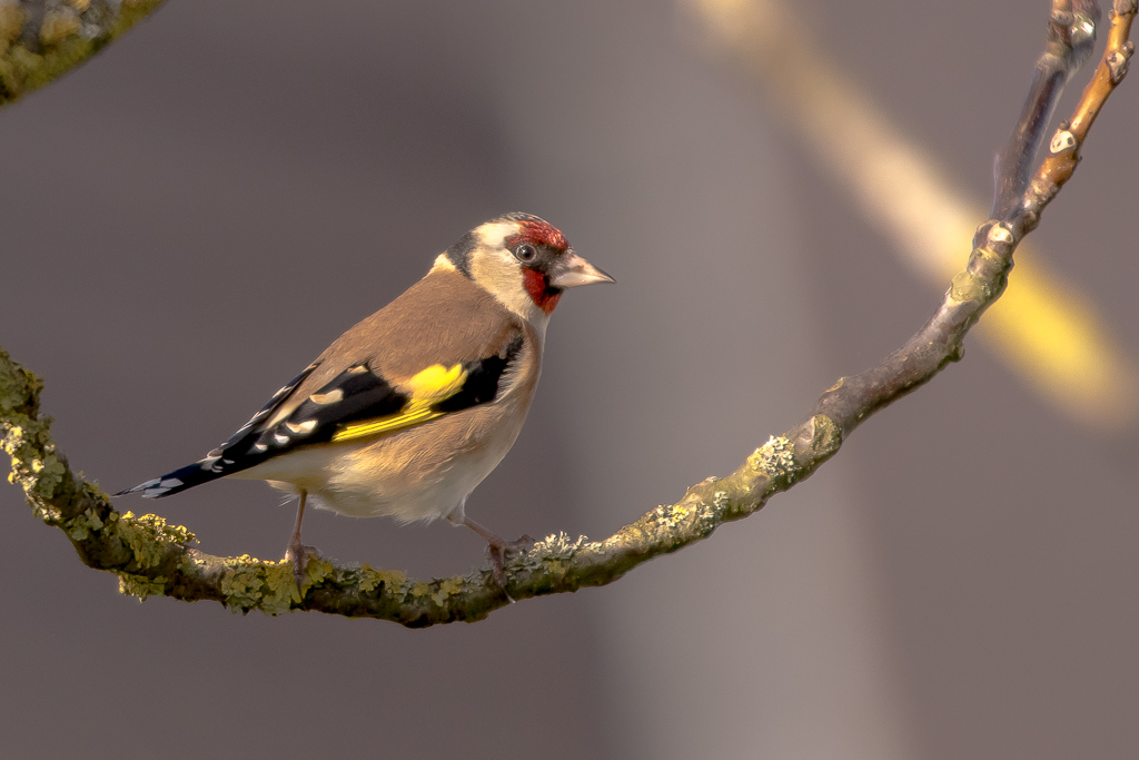 Chardonneret élégant