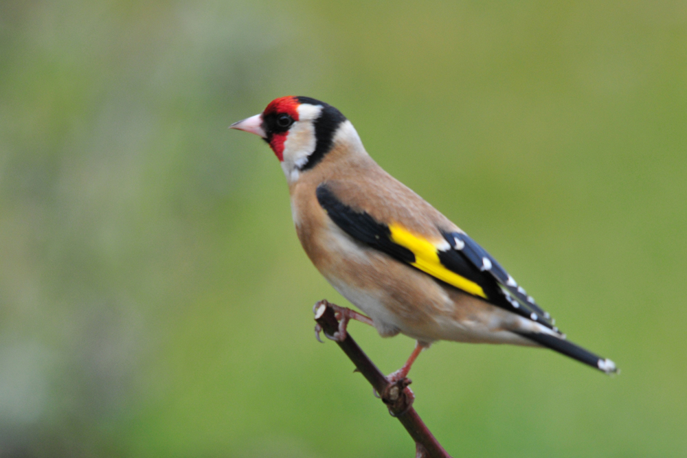 Chardonneret élégant photo et image nature, animaux, oiseaux Images