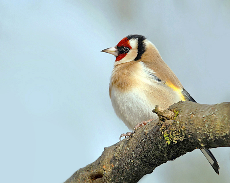 Chardonneret élégant