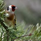 chardonneret élégant