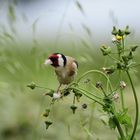 chardonneret élégant