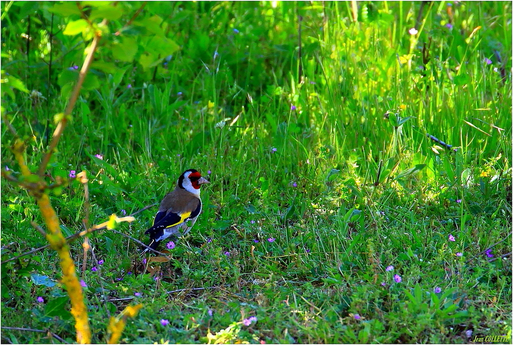 Chardonneret élégant.