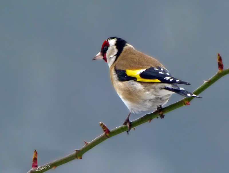 Chardonneret élégant