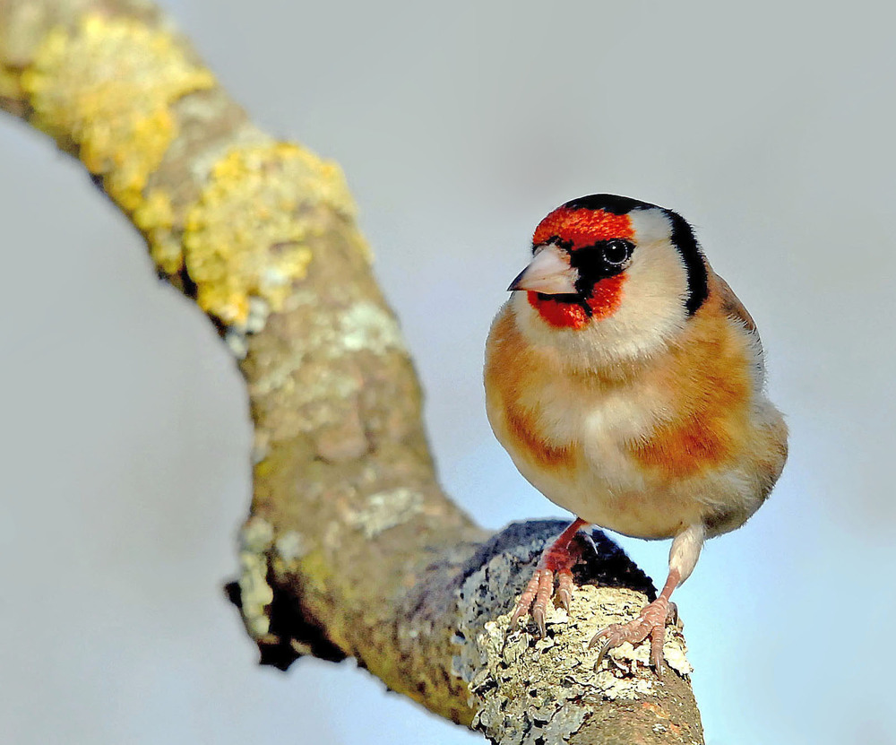 Chardonneret élégant