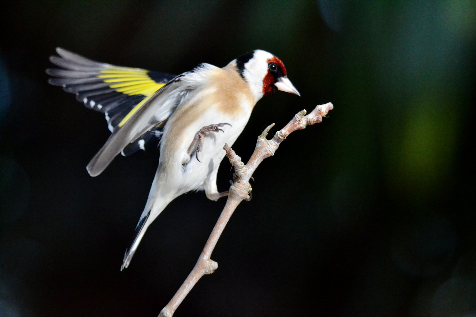 chardonneret élégant