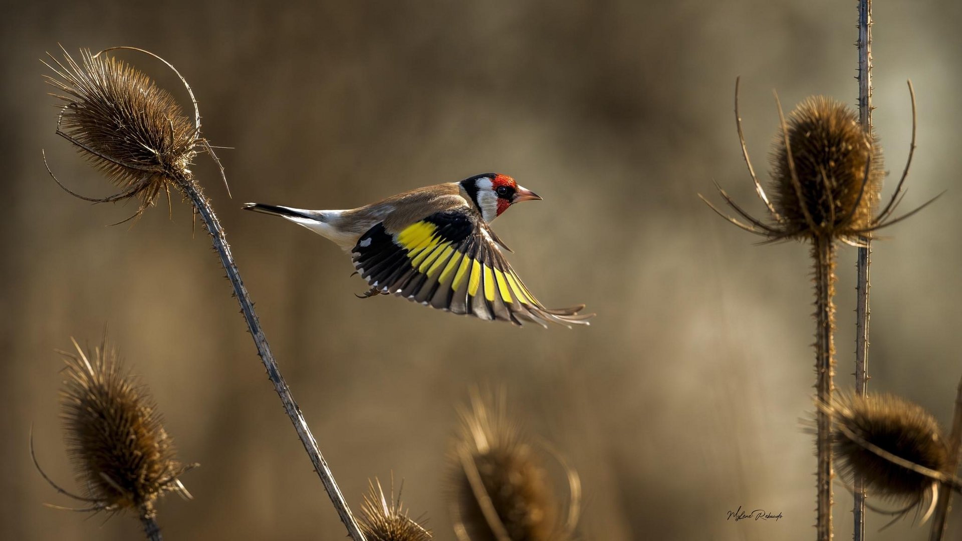 Chardonneret élégant en vol 