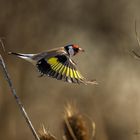 Chardonneret élégant en vol 