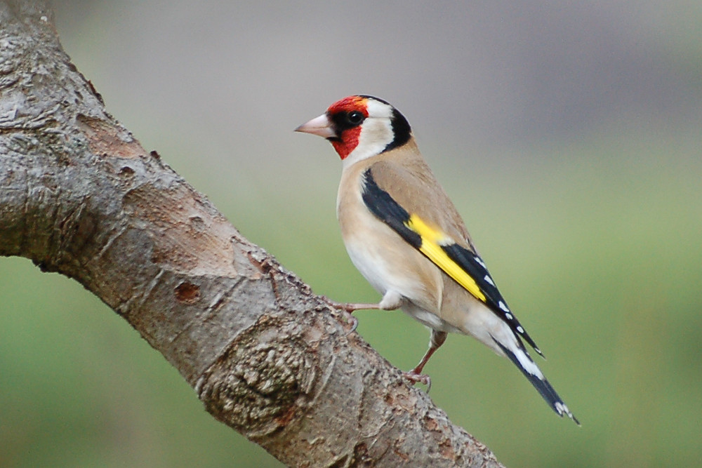 Chardonneret élégant