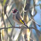 chardonneret haut en couleurs!