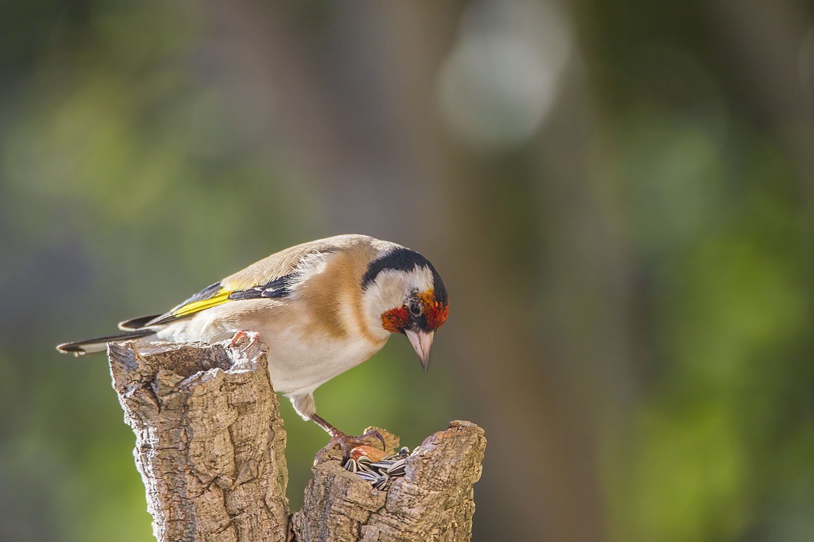 Chardonneret hésitant