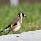        chardonneret male sa ce voit au rouge qui s arrete apres l oeil la femelle c est avant l oeil