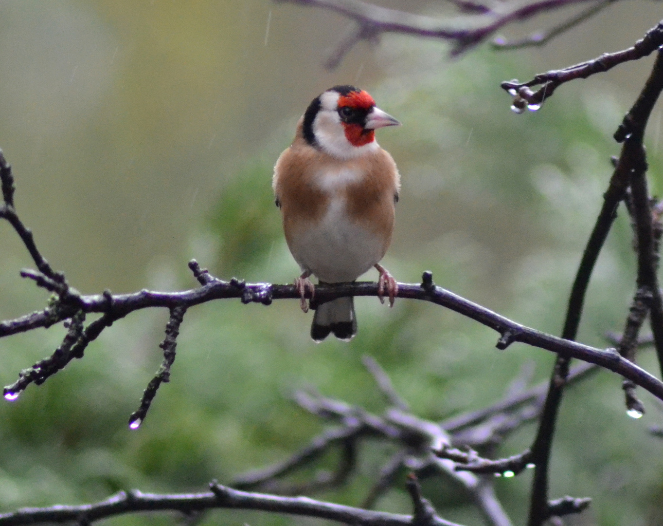 chardonneret sous la pluie