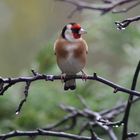 chardonneret sous la pluie