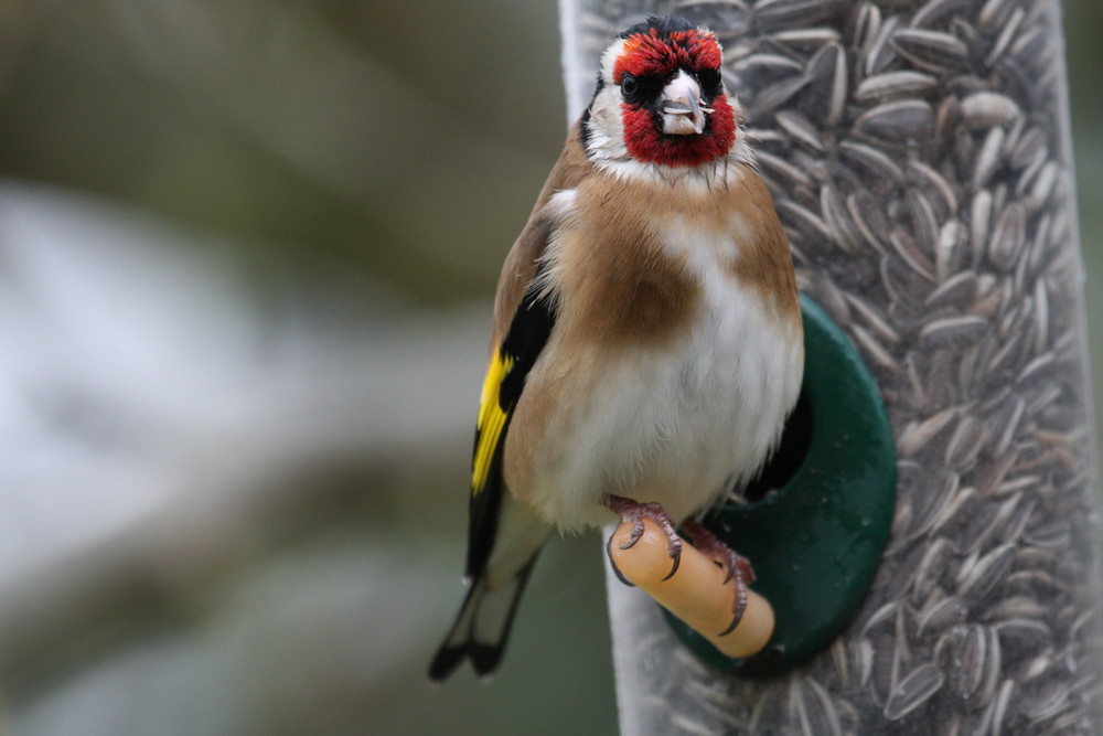 Chardonneret sous la pluie