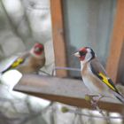 chardonnerets à la mangeoire