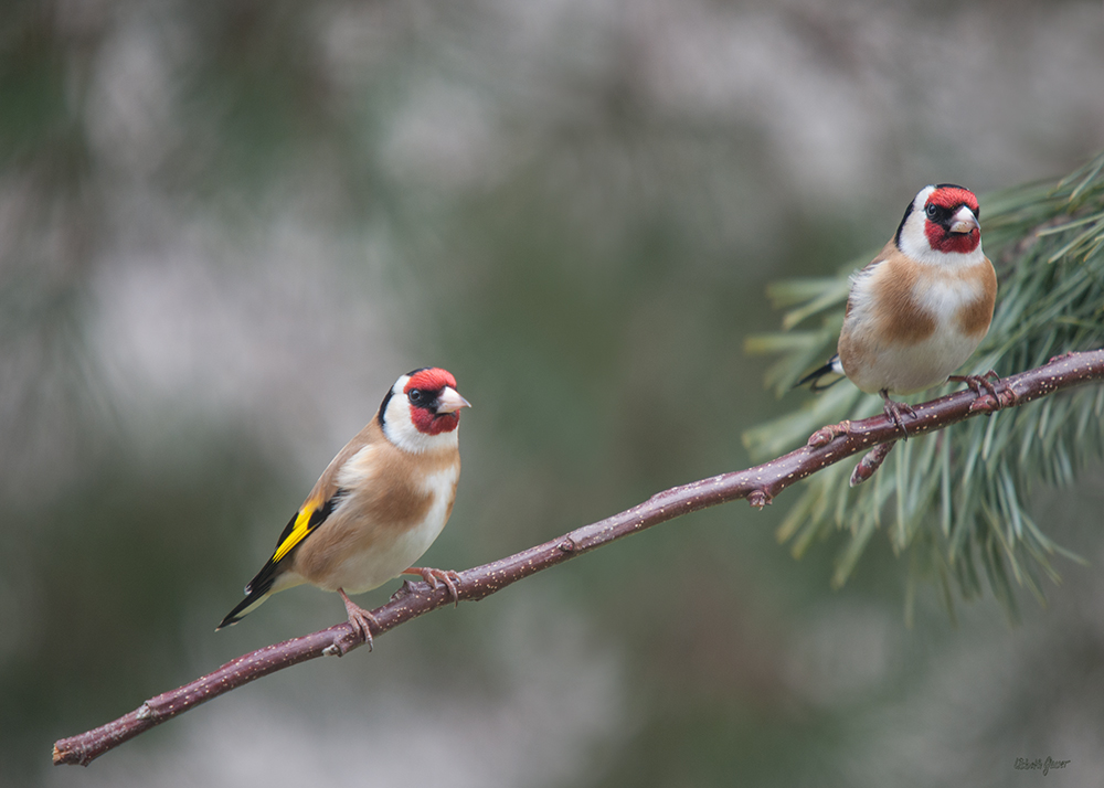 Chardonnerets élégants