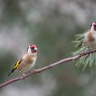 Chardonnerets élégants