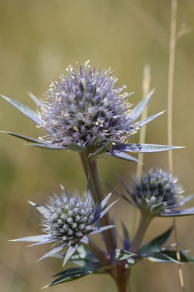 Chardons bleus - pyrénées