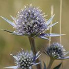 Chardons bleus - pyrénées