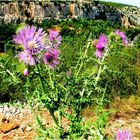 Chardons des calanques