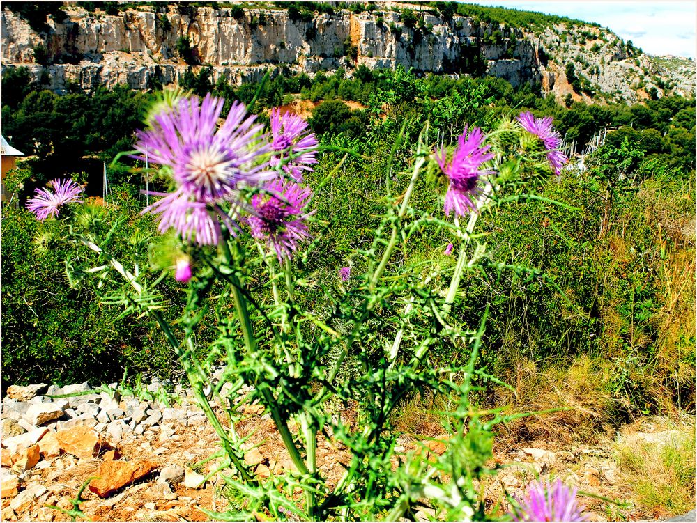 Chardons des calanques