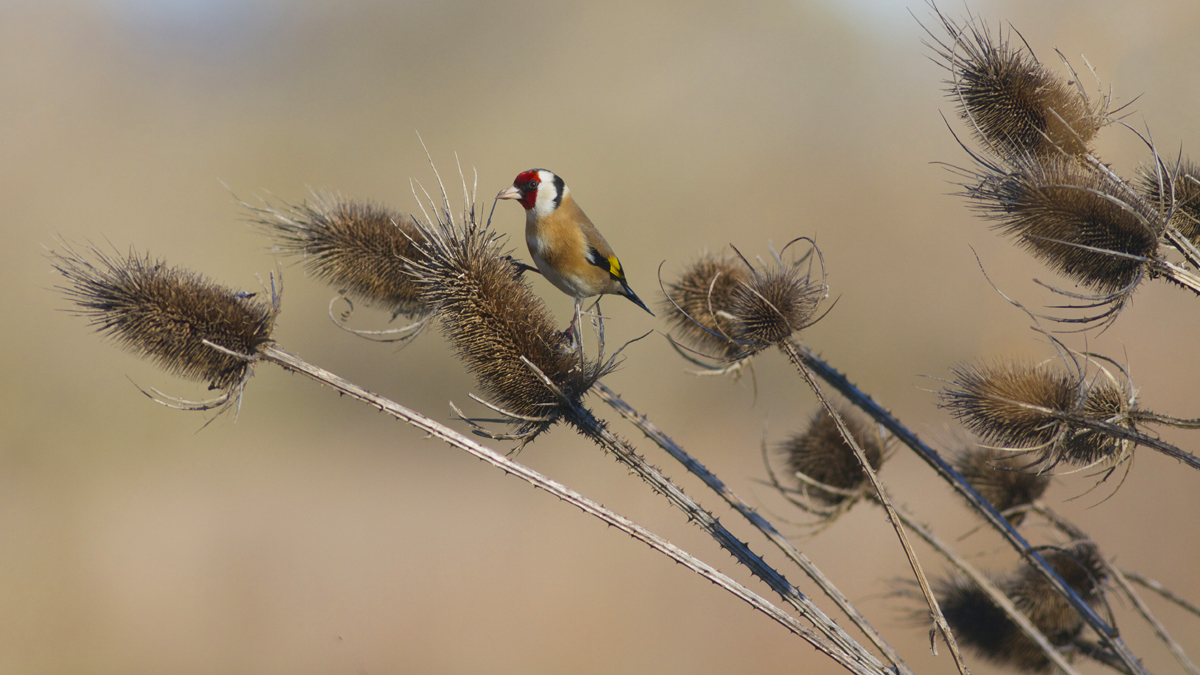 Chardons et Chardonneret