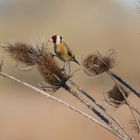 Chardons et Chardonneret