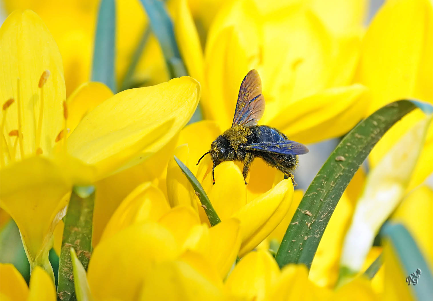 chargé de pollen ...