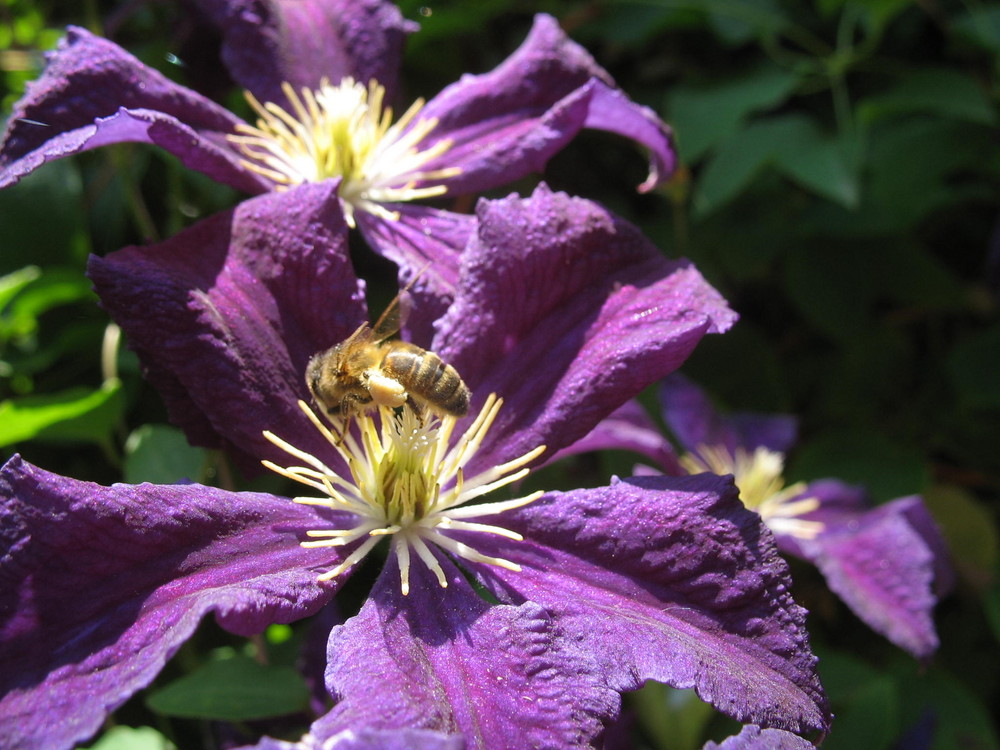 Chargée de pollen