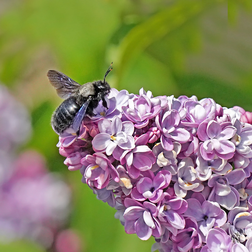 Chargée de pollen, l'abeille charpentière ....