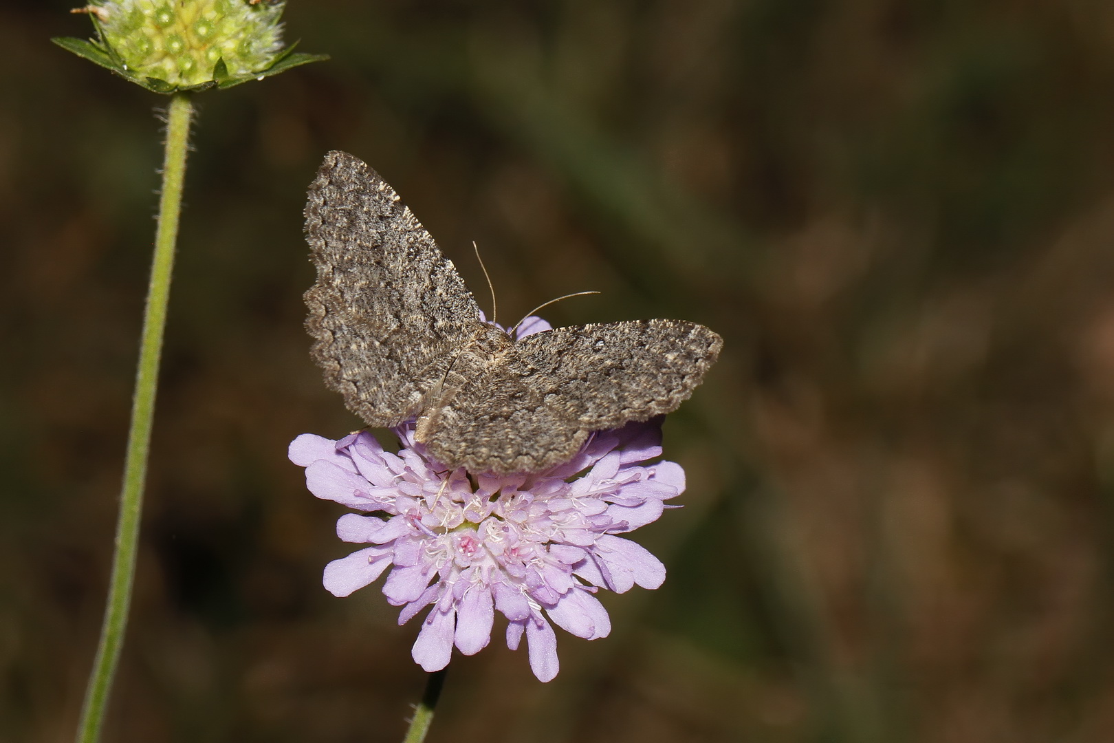 Charissa obscurata