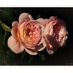 Charles Austin rose  - Queen of sweden - Licht und Schatten...