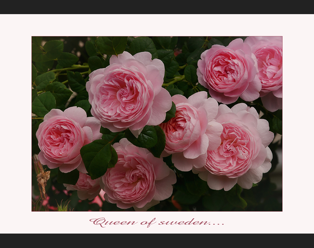 Charles Austin rose -  Queen of sweden.... - Rosensaision 2010