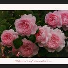 Charles Austin rose -  Queen of sweden.... - Rosensaision 2010