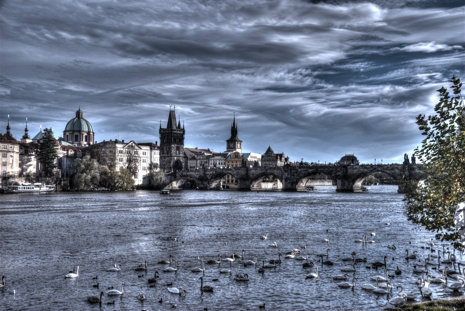 Charles Bridge With Black Swans