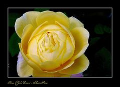 Charles Darwin -  Rose