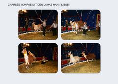 CHARLES MONROE MIT DEN LAMAS HANSI & BUBI (2)