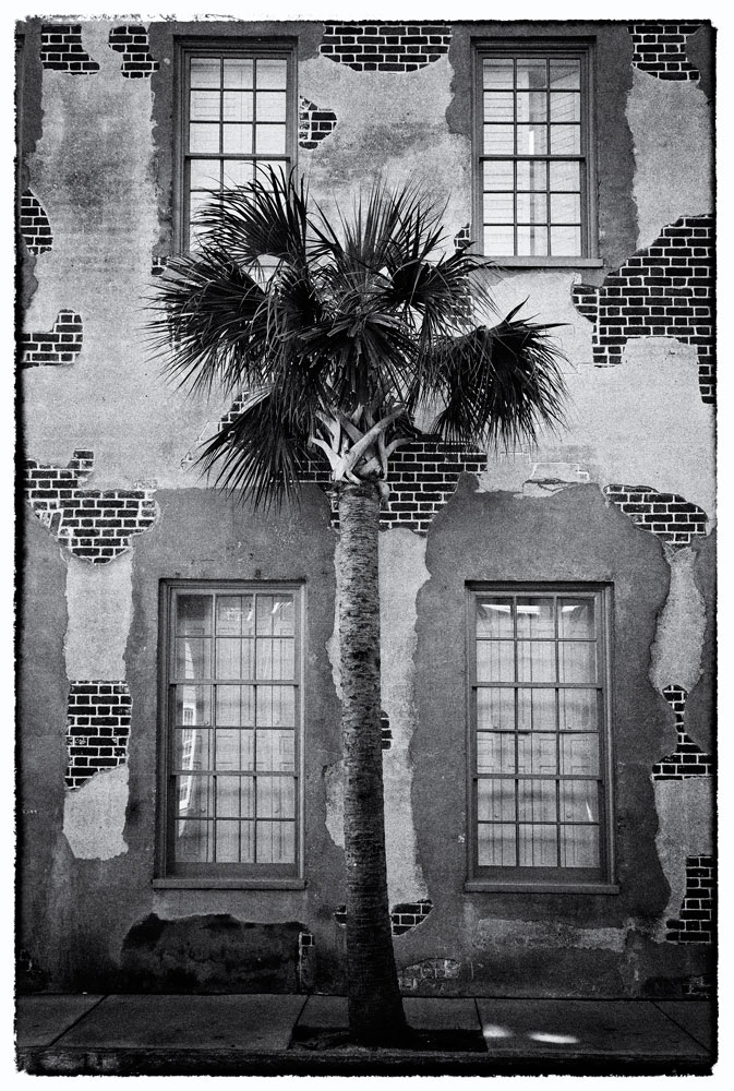 Charleston Palmetto Tree