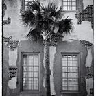 Charleston Palmetto Tree
