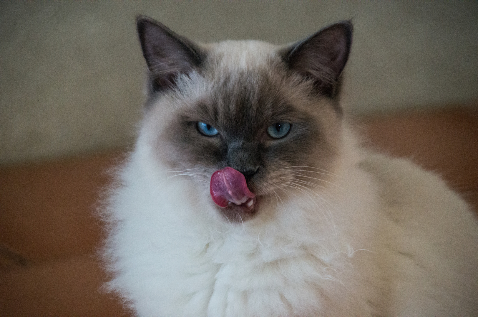 Charlie, a ragdoll cat from Australia