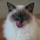 Charlie, a ragdoll cat from Australia