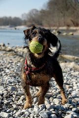 Charlie an der Isar