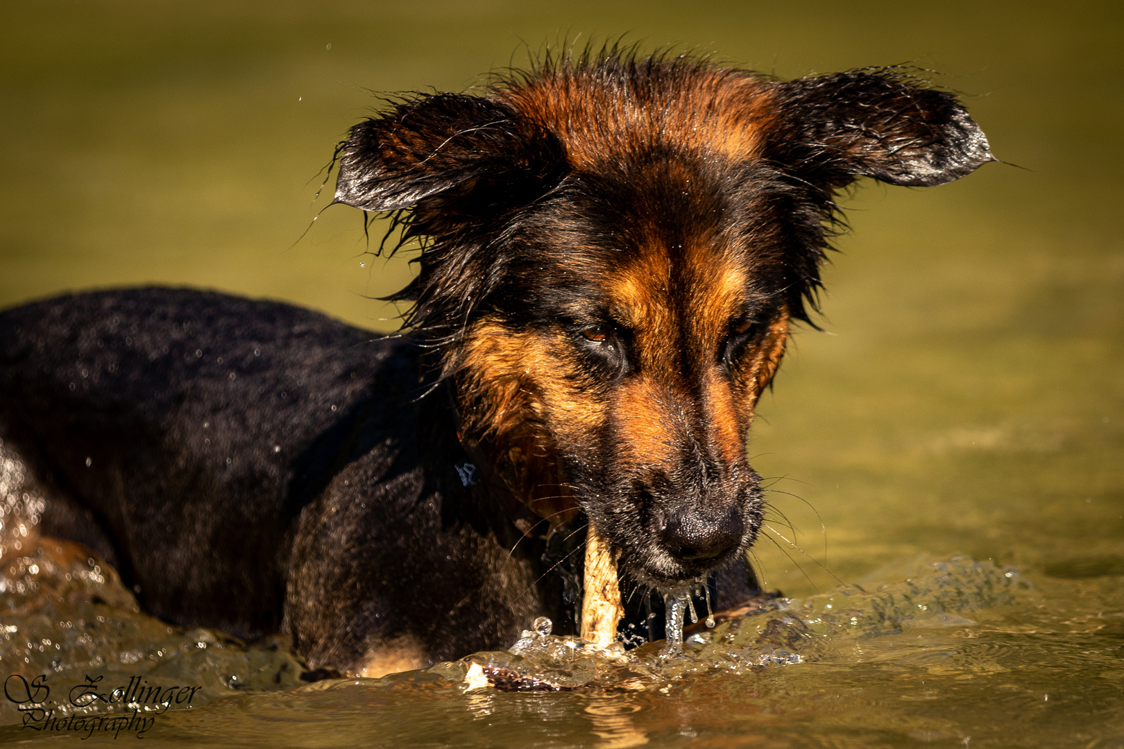 Charlie beim Baden