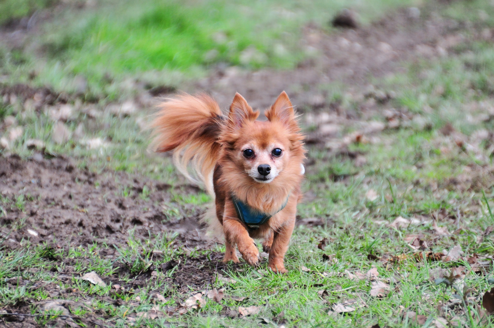 Charlie Foto & Bild tiere, haustiere, hunde Bilder auf