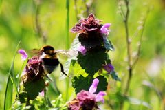 Charlie die Dicke Hummel 