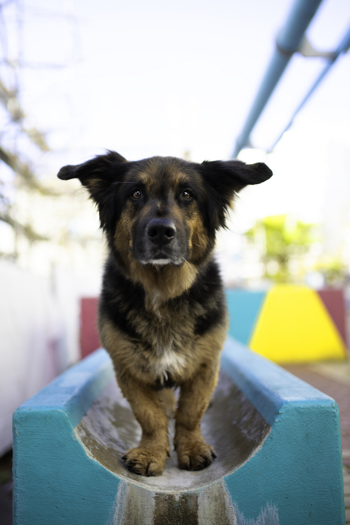 Charlie im Olympischen Dorf München