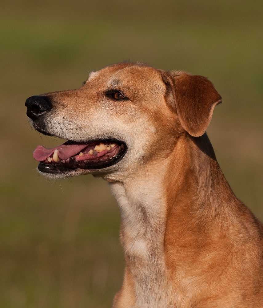 Charlie in der Abendsonne