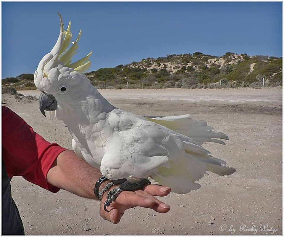 * Charlie on the road (yellow crested cockatoo) *